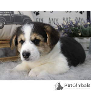 Zdjęcie №2 do zapowiedźy № 134925 na sprzedaż   - wkupić się Niemcy 