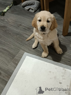 Zdjęcie №3. Wspaniałe Golden Retrievery. USA