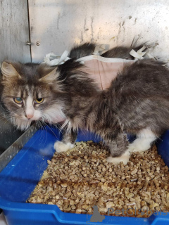 Zdjęcie №2 do zapowiedźy № 166210 na sprzedaż   - wkupić się Białoruś prywatne ogłoszenie