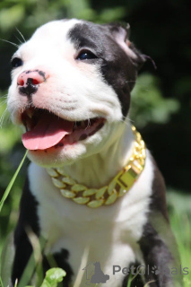 Zdjęcie №2 do zapowiedźy № 147531 na sprzedaż  american bully - wkupić się Federacja Rosyjska od żłobka
