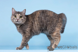 Zdjęcie №3. Kot Runa szuka dobrego serca.. Federacja Rosyjska