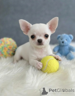 Zdjęcie №1. chihuahua (rasa psów) - na sprzedaż w Freiburghaus | negocjowane | Zapowiedź №171692