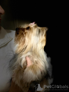 Zdjęcie №1. Usługi krycia - rasa: yorkshire terrier. Cena - negocjowane