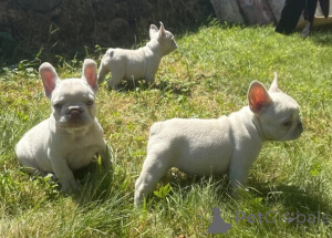 Zdjęcie №1. buldog francuski - na sprzedaż w Stambuł | negocjowane | Zapowiedź №175624