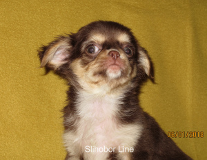 Zdjęcie №3. Czekoladowy pies Chihuahua do krycia w Federacja Rosyjska. Zapowiedź № 5528