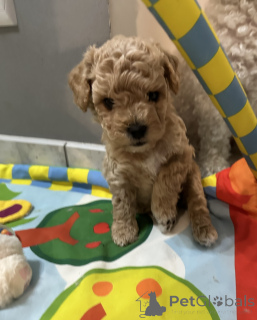 Zdjęcie №3. Bichpoo pieski. Polska