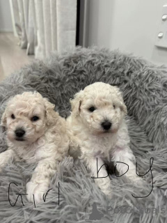 Zdjęcie №1. bichon frise - na sprzedaż w Cheung Sha | 11585zł | Zapowiedź №160725