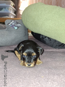 Zdjęcie №4. Sprzedam yorkshire terrier biewer, yorkshire terrier w Tallinn. prywatne ogłoszenie, od żłobka, hodowca - cena - 3109zł