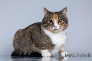 Zdjęcie №3. Młoda kocia rodzina szuka domu.. Federacja Rosyjska