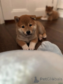 Zdjęcie №1. shiba - na sprzedaż w Oberhausen | 2774zł | Zapowiedź №175718