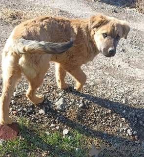 Zdjęcie №4. Sprzedam pies nierasowy w Москва. prywatne ogłoszenie - cena - Bezpłatny