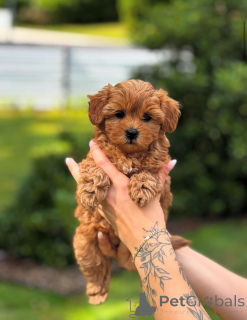 Zdjęcie №3. Dean Janet Kay Puppies House. USA