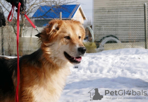 Zdjęcie №1. pies nierasowy - na sprzedaż w Petersburg | Bezpłatny | Zapowiedź №59928