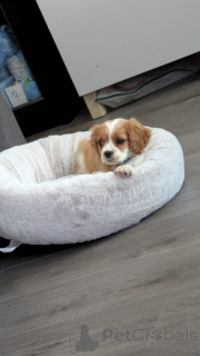 Zdjęcie №2 do zapowiedźy № 168903 na sprzedaż  cavalier king charles spaniel - wkupić się Finlandia 