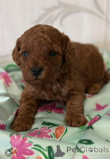 Zdjęcie №2 do zapowiedźy № 139051 na sprzedaż  pudel (zabawka) - wkupić się Serbia hodowca