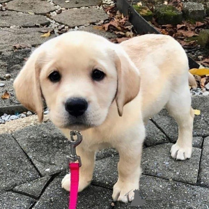 Zdjęcie №1. labrador retriever - na sprzedaż w Aizlingen | 1913zł | Zapowiedź №157019