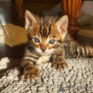Zdjęcie №3. Adorables chatons Bengal dostępne do adopcji.. Finlandia