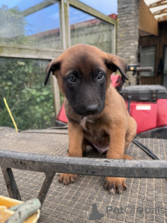 Zdjęcie №2 do zapowiedźy № 144557 na sprzedaż  malinois - wkupić się Niemcy hodowca