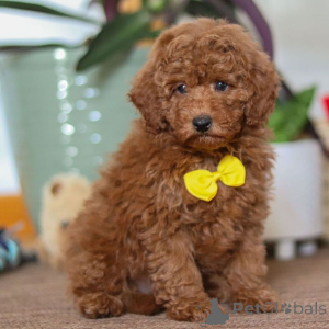 Zdjęcie №1. pinczer miniaturowy - na sprzedaż w Leeds | 2392zł | Zapowiedź №161022