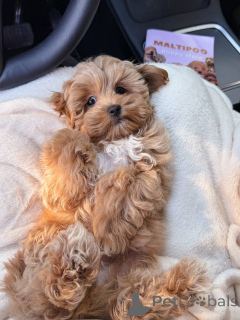 Zdjęcie №3. Wunderschöne Maltipoo-Welpen suchen einliebevolles Zuhause für immer!. Francja