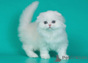 Zdjęcie №1. scottish fold - na sprzedaż w Genewa | negocjowane | Zapowiedź № 178768