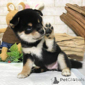 Zdjęcie №1. shiba - na sprzedaż w Berlin | 3827zł | Zapowiedź №138889