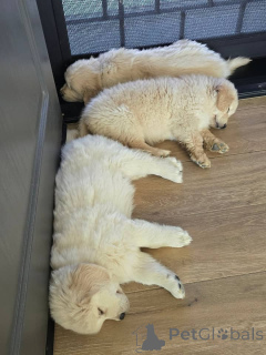 Zdjęcie №3. Entzückende Golden-Retriever-Welpen suchen einliebevolles Zuhause!. Grecja