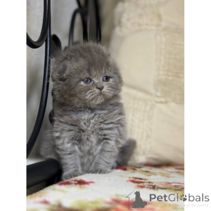 Zdjęcie №1. scottish fold - na sprzedaż w Marburg | 1674zł | Zapowiedź № 174412