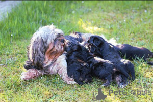 Zdjęcie №4. Sprzedam yorkshire terrier w Glasgow. hodowca - cena - 3109zł