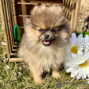 Zdjęcie №1. szpic miniaturowy - na sprzedaż w Berlin | 2153zł | Zapowiedź №136002