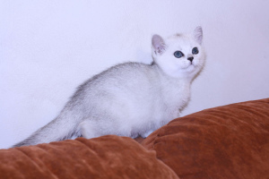 Zdjęcie №2 do zapowiedźy № 3471 na sprzedaż  kot brytyjski krótkowłosy - wkupić się Federacja Rosyjska od żłobka