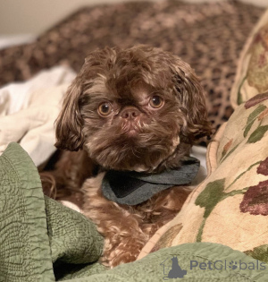 Zdjęcie №1. shih tzu - na sprzedaż w Berlin | 1674zł | Zapowiedź №142824