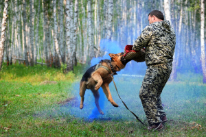 Zdjęcie №4. Przewodnik dla psa w Federacja Rosyjska. Zapowiedź № 3631
