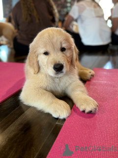 Zdjęcie №1. golden retriever - na sprzedaż w Monachium | negocjowane | Zapowiedź №174975