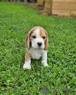 Dodatkowe zdjęcia: Doskonałe rasowe, zdrowe szczenięta rasy beagle szukające nowego domu.