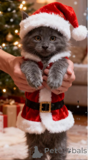 Zdjęcie №1. maine coon - na sprzedaż w Bleialf | 4066zł | Zapowiedź № 160434