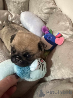 Zdjęcie №1. mops - na sprzedaż w Aarschot | negocjowane | Zapowiedź №158834