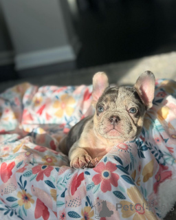 Zdjęcie №1. buldog francuski - na sprzedaż w Monachium | 3109zł | Zapowiedź №150648