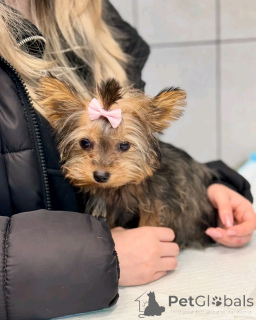 Zdjęcie №2 do zapowiedźy № 135305 na sprzedaż  yorkshire terrier - wkupić się Hiszpania hodowca