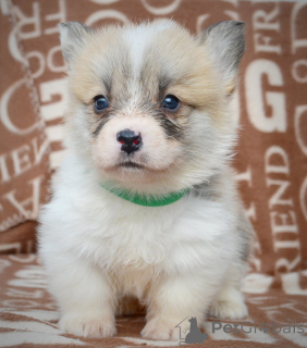 Zdjęcie №3. Welsh Corgi Pembroke - Piękne Szczenięta. Serbia