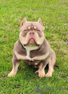 Zdjęcie №2 do zapowiedźy № 77210 na sprzedaż  american bully - wkupić się Federacja Rosyjska prywatne ogłoszenie