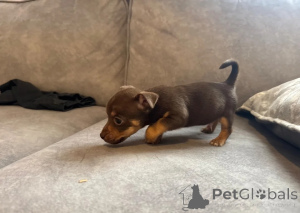 Zdjęcie №1. jack russell terrier - na sprzedaż w Graz | 2870zł | Zapowiedź №172158