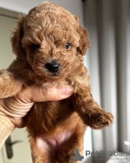 Zdjęcie №4. Sprzedam pudel (zabawka) w Мадрид. hodowca - cena - 1674zł