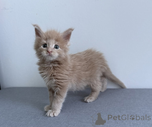 Zdjęcie №2 do zapowiedźy № 174368 na sprzedaż  maine coon - wkupić się Belgia 