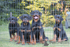 Zdjęcie №2 do zapowiedźy № 56966 na sprzedaż  rottweiler - wkupić się Serbia hodowca