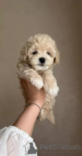 Zdjęcie №1. maltipu - na sprzedaż w Berlin | negocjowane | Zapowiedź №154941