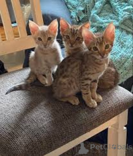 Zdjęcie №2 do zapowiedźy № 164261 na sprzedaż  ocicat - wkupić się Belgia prywatne ogłoszenie, hodowca