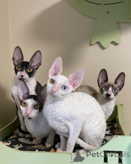Zdjęcie №1. kot cornish rex - na sprzedaż w Hannover | negocjowane | Zapowiedź № 164204