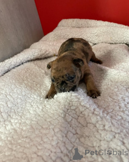 Zdjęcie №4. Sprzedam buldog francuski w Paryż. prywatne ogłoszenie, ze schronu - cena - 11959zł