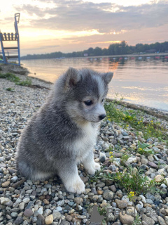 Zdjęcie №3. POMSKY-POMSKY, KARTA I MINI.. Serbia